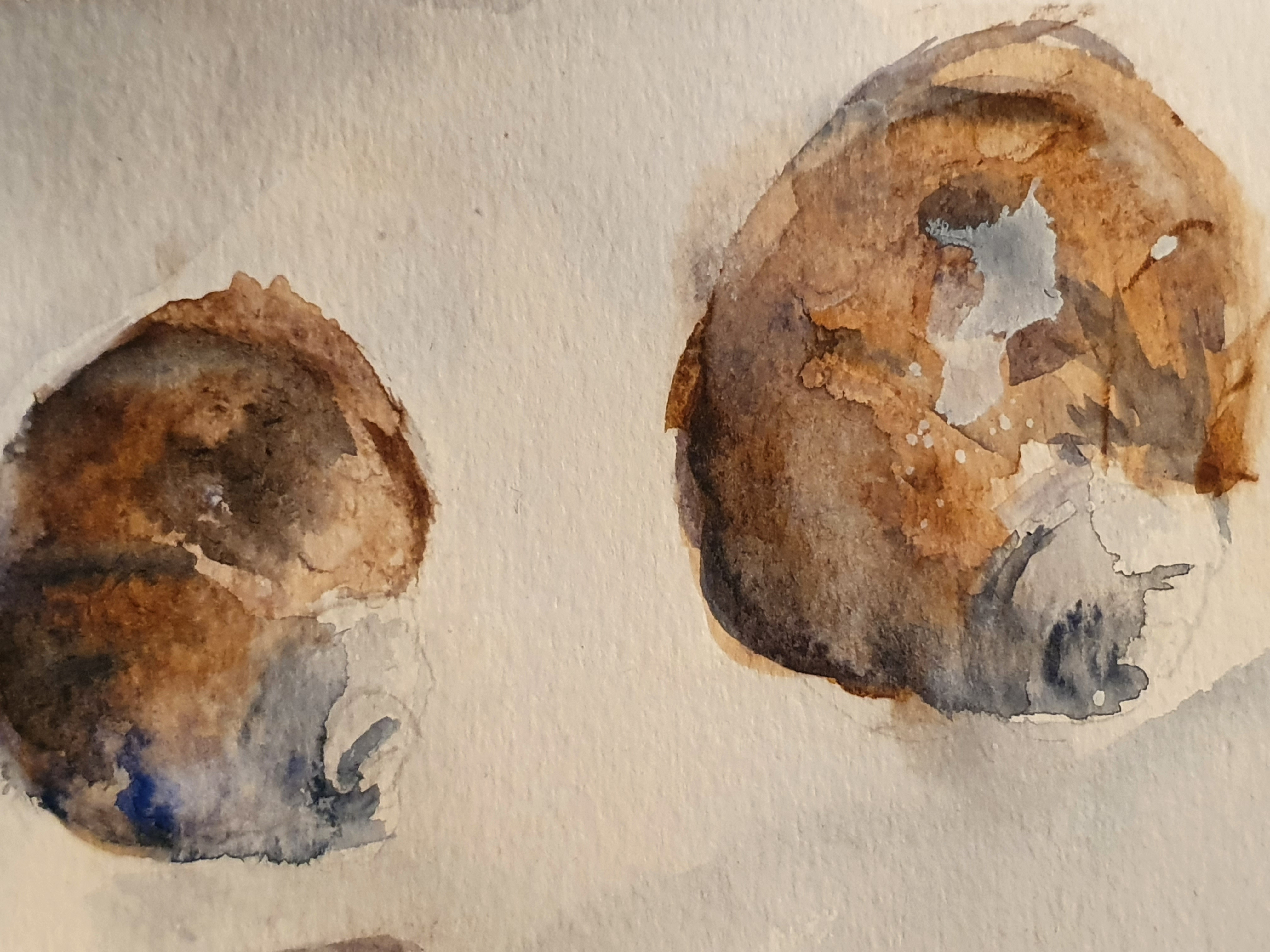 Akvarel, sneglehuse, 2019